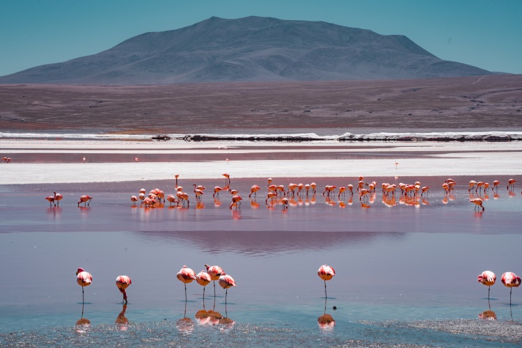 瓦努阿图火烈鸟